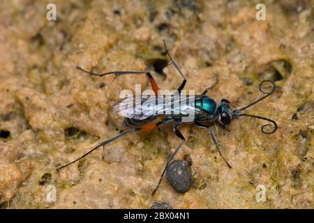 Wasp di scarafaggio, compressione di Ampulex, Ampulicidae, Lonand, Satara, Maharashtra, India Foto Stock