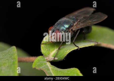 Occhi di bottiglia blu mosca, Calliphora vomitoria, Satara, Maharashtra, India Foto Stock