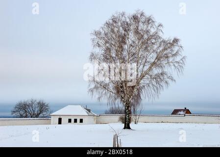 Betulla sullo sfondo del muro del Monastero dell'Assunzione di Sviazhsky in una giornata invernale. Città di Sviyazhsk Foto Stock