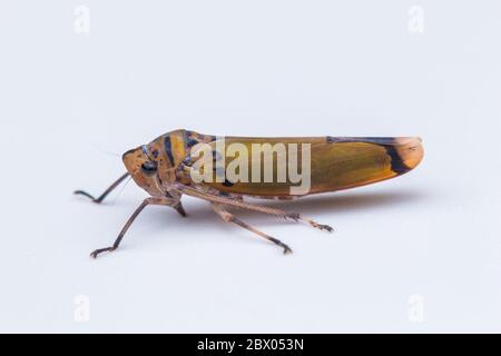 Macro shot di una colorata tramoggia a foglia isolata su bianco-natura concetto di fauna selvatica Foto Stock