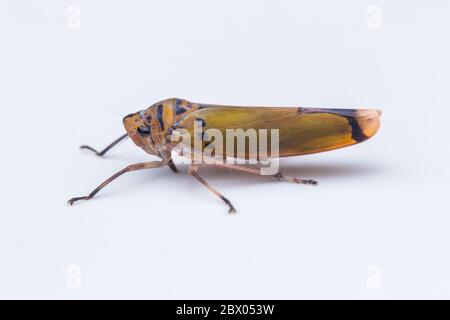 Macro shot di una colorata tramoggia a foglia isolata su bianco-natura concetto di fauna selvatica Foto Stock