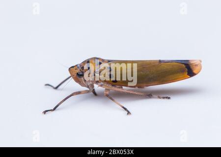 Macro shot di una colorata tramoggia a foglia isolata su bianco-natura concetto di fauna selvatica Foto Stock