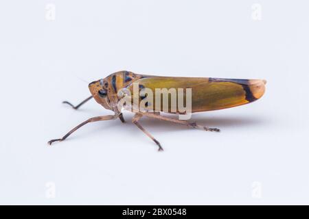 Macro shot di una colorata tramoggia a foglia isolata su bianco-natura concetto di fauna selvatica Foto Stock