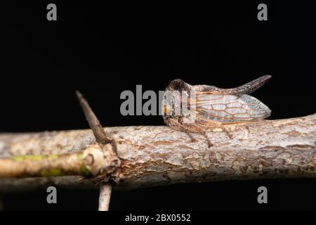 Treehopper, Centrotus cornutus, Membracidae, Lonand, Maharashtra, India Foto Stock