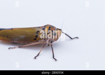 Macro shot di una colorata tramoggia a foglia isolata su bianco-natura concetto di fauna selvatica Foto Stock