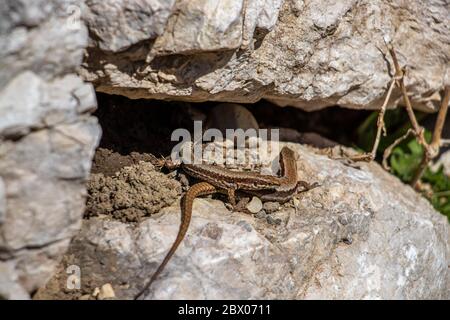 Due lucertole comuni a parete Foto Stock