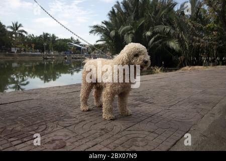 Bichon Frise una piccola razza di cane. Membro del gruppo non sportivo di razze di cani negli Stati Uniti e del gruppo di cani da giocattolo nel Regno Unito Foto Stock