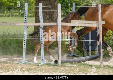 una settimana fa mare Foal sta giocando, salta su un ostacolo, dietro una recinzione, felice attivo marrone nemico Foto Stock