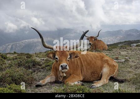 Bestiame di montagna semi-selvaggio purebred dal parco nazionale di Peneda Geres, a nord del portogallo Foto Stock