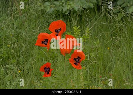 Fiori di papavero rosso brillante in erba verde alta. Foto Stock