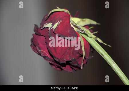 Rosa sbiadita rosso scuro su sfondo nero Foto Stock