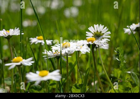 Erba verde con piccolo sfondo bianco daisy fiori. Primo piano vista della piccola margherita bianca in erba Foto Stock