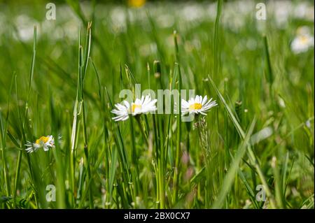 Erba verde con piccolo sfondo bianco daisy fiori. Primo piano vista della piccola margherita bianca in erba Foto Stock