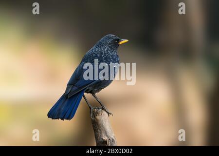 Un affascinante Thrush fischio blu (Myophonus caeruleus), arroccato sul bordo di un ramo con la parte posteriore rivolta verso la telecamera in Uttarakhand nel nord-eas Foto Stock