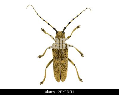 Macro vista del beige longhorn con punti neri e grandi baffi isolati su sfondo bianco Foto Stock