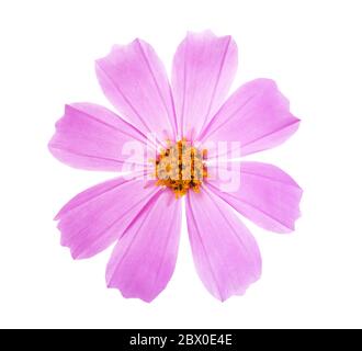 Rosa Cosmo fiore isolato su sfondo bianco. Giardino Cosmo Foto Stock