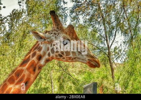 Primo piano di una giraffa di fronte a alberi verdi Foto Stock