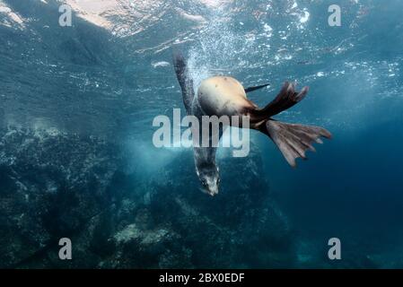 Le femmine selvagge ed eleganti di leone marino californiano caliano della California giocano nell'acqua intorno a Los Islotes, Baja California, Messico. Foto Stock