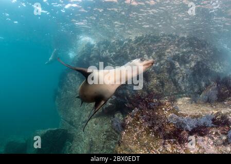 Le femmine selvagge ed eleganti di leone marino californiano caliano della California giocano nell'acqua intorno a Los Islotes, Baja California, Messico. Foto Stock