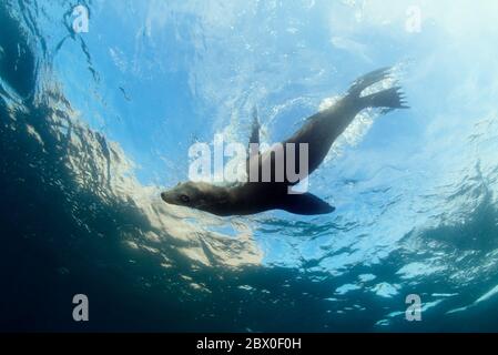 Le femmine selvagge ed eleganti di leone marino californiano caliano della California giocano nell'acqua intorno a Los Islotes, Baja California, Messico. Foto Stock