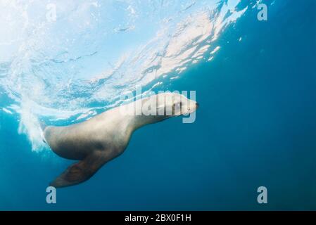 Le femmine selvagge ed eleganti di leone marino californiano caliano della California giocano nell'acqua intorno a Los Islotes, Baja California, Messico. Foto Stock