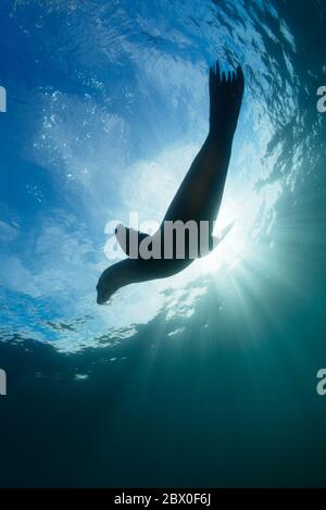 Le femmine selvagge ed eleganti di leone marino californiano caliano della California giocano nell'acqua intorno a Los Islotes, Baja California, Messico. Foto Stock