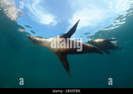 Due leoni marini selvatici della California (Zalophus californianus) giocano nell'acqua intorno a Los Islotes, Baja California, Messico. Foto Stock