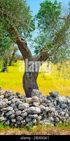 Olivi infestati (batterio Xylella Fastidiosa), Salento, Italia meridionale Foto Stock