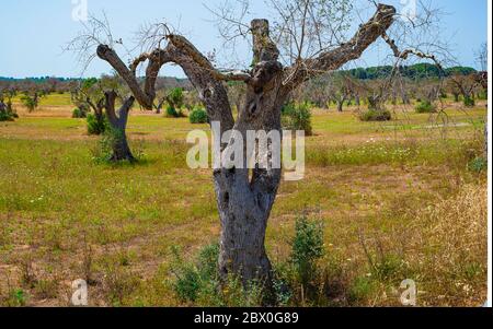 Olivi infestati (batterio Xylella Fastidiosa), Salento, Italia meridionale Foto Stock