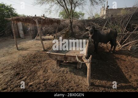 Buffalo domestico in piedi all'interno DI una Casa di Villager a Sindh Pakistan Foto Stock