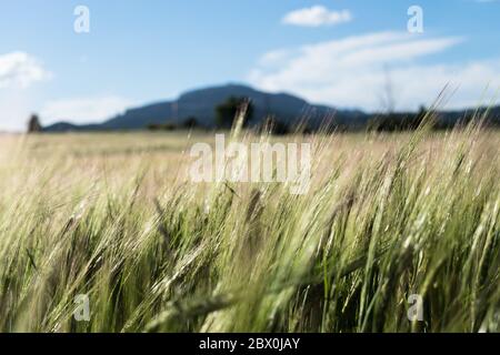 Vista a livello del pavimento di un campo di grano. Foto Stock