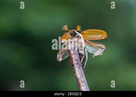 Comune (Cockchafer Melolontha melolontha) Foto Stock