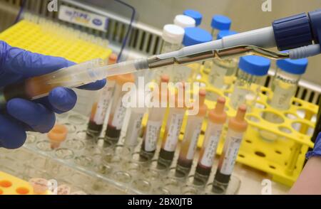 Lipsia, Germania. 20 Maggio 2020. Nel laboratorio medico centrale della St. Georg Clinic di Lipsia, l'assistente di studio per gli studi clinici Laura Winkler lavora su provette per siero con campioni di sangue provenienti da pazienti. I campioni di siero per la determinazione degli anticorpi dei virus corona vengono conservati in congelatori per ulteriori studi. Credit: Waltraud Gruchitzsch/dpa-Zentralbild/ZB/dpa/Alamy Live News Foto Stock