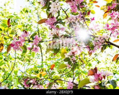 primavera in città - rami di mela con fiori rosa in giardino urbano e raggi del sole Foto Stock