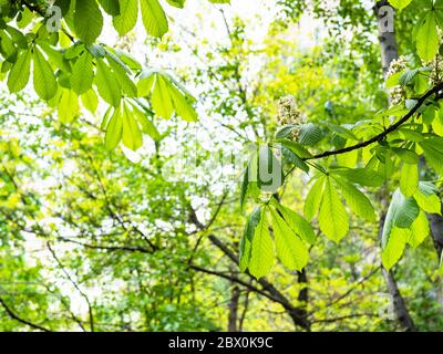 primavera in città - ramoscelli di castagno di cavalli con foglie verdi e fiori bianchi nel parco urbano (fuoco sulle foglie in primo piano) Foto Stock