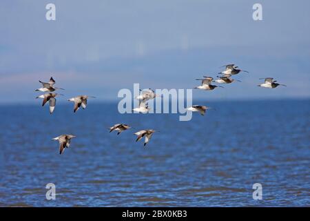 CURLEW (Numenius arquata), Morcambe Bay, Regno Unito. Foto Stock