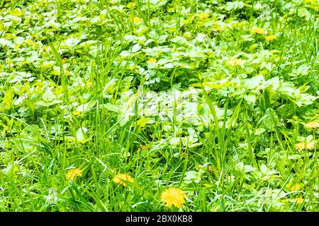 prato verde sopravissuto con fiori gialli nella prima primavera del giorno (fuoco su erba nel centro) Foto Stock