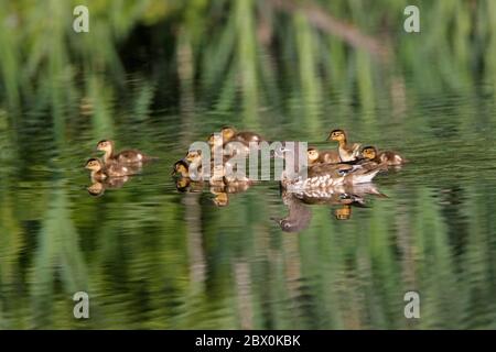 MANDARIN ANATRE (Aix galericulata) femmina con anatroccoli, UK. Foto Stock