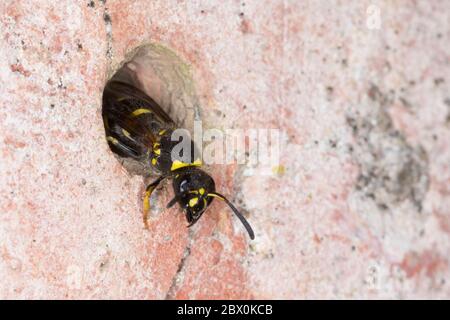 Mauer-Lehmwespe, Mauerlehmwespe, Lehmwespe, Schwarzfühler-Hakenwespe, Weibchen, An Nest, Niströhre, Nestloch, Ancistrocerus nigricornis, Solitäre Falt Foto Stock