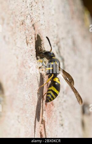 Mauer-Lehmwespe, Mauerlehmwespe, Lehmwespe, Schwarzfühler-Hakenwespe, Weibchen, An Nest, Niströhre, Nestloch, Ancistrocerus nigricornis, Solitäre Falt Foto Stock