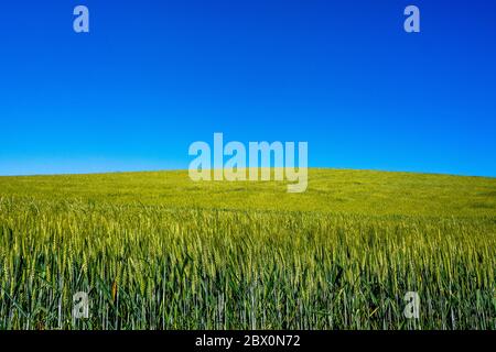 Campo di grano a crescita lunga sotto il cielo blu Foto Stock