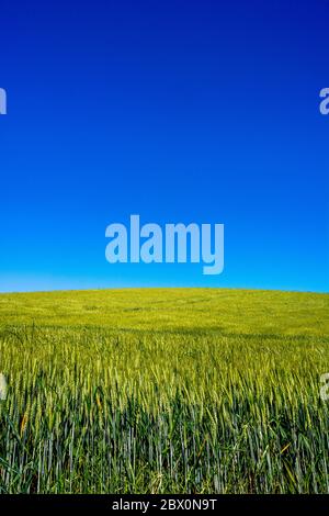 Campo di grano a crescita lunga sotto il cielo blu