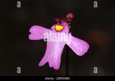 Fiore selvatico australiano: Fiore rosa singolo dello spettacolare peticoat rosa di bladderwort che mangia insetti, Utricularia multifida Foto Stock