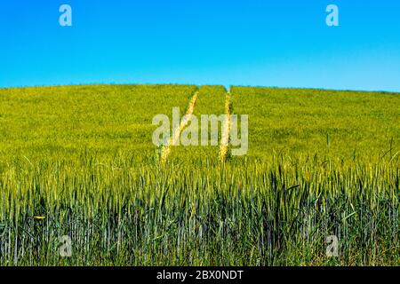 Coltivando campo di grano che brulicante sotto il cielo blu, Auvergne-Rhone-Alpes, Francia