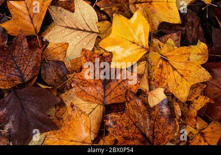 L'albero di tulipano caduto, luminoso, colorato, bagnato (Liriodendron tulipifera) parte in autunno, Inghilterra, Regno Unito. Foto Stock