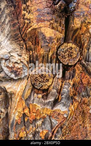 Chiocciardature di vecchi, decadenti legno di legno di nave con pioli di legno. Purton Hulks, Gloucestershire, Inghilterra, Regno Unito Foto Stock