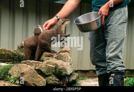 Custode che dà da mangiare alle piccole lontre artigliate asiatiche (Aonyx cinereus), Dartmoor Otter Sanctuary, Buckfastleigh, Devon, Regno Unito Foto Stock