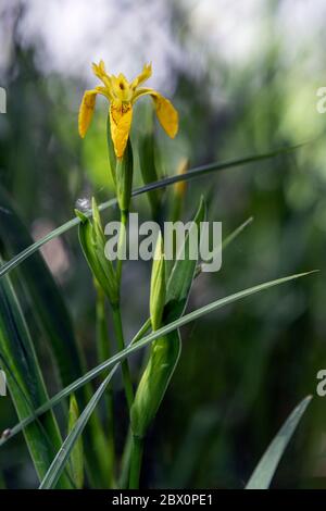 Gelbe Sumpf-Schwertlilie Foto Stock