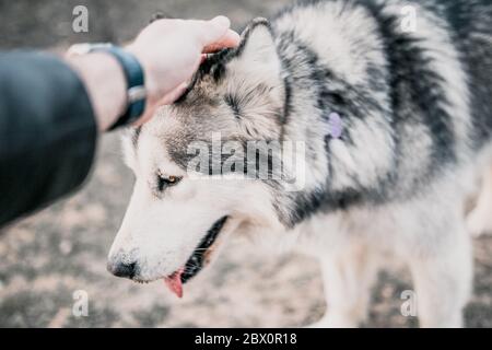 Primo piano di un muso di un cane Malamuto dell'Alaska - una mano dell'uomo è un cane - un cane gode la carezza del proprietario Foto Stock