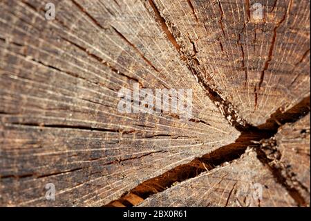 Superficie tagliata di vecchio albero di legno. Toni dettagliati di un tronco di albero o di un moncone abbattuto. Struttura organica ruvida di anelli di albero con primo piano di grano finale. Foto Stock